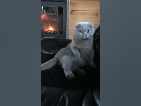 Счастливый котик - YouTube