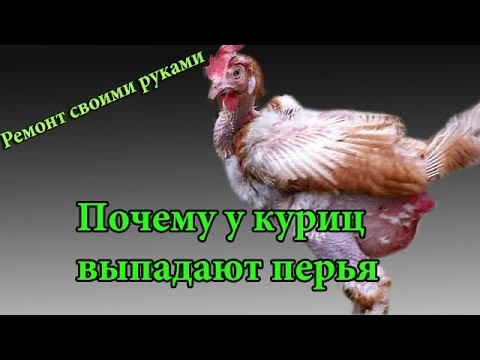 Почему у куриц выпадают перья,как избавиться от пухопероеда(клеща) без затрат