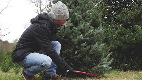 Are real Christmas trees better for the environment?