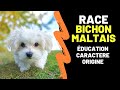 Race de chien bichon maltais  ducation caractre alimentation inconvnients entretien prix