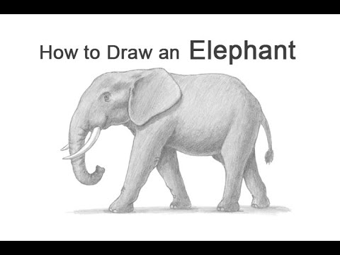 How to Draw an Elephant - YouTube