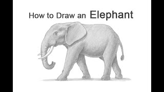 كيفية رسم فيل