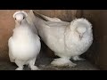 Бойные Голуби 🕊Эксперимент Грузинский и Ленинаканский #pigeon #georgian #աղավնիներ #бойныеголуби