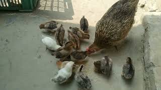 Desi chickens breakfast time