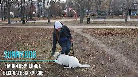 Как воспитать собаку? как дрессировать собаку? зачем вам собака или как воспитать друга легко