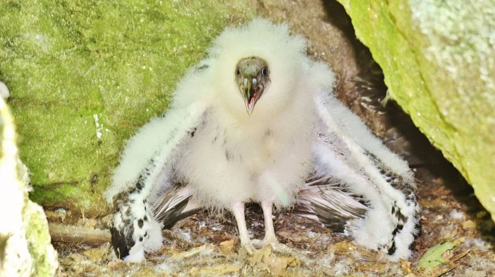 Mid-Coast Audubon Series: Don Reimer Presents, "Su...