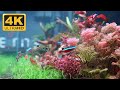 4k uhd 기분 좋아지는 어항속 풍경과 물소리 The pleasant scenery and the sound of the water in the fishbowl.
