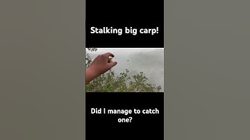 Stalking big carp on the surface!🔥🎣 #fishing #carp #surface #flota #bread #carpfishing #bigcarp