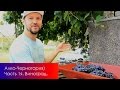 Алкогольная Черногория. Делаем вино и ракию. 1я часть. Красивые виды и отжим винограда в бочку.