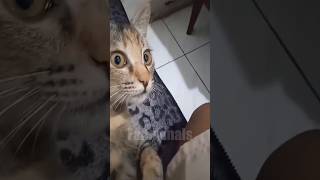 😂funny animal videos that i found for you #68😂