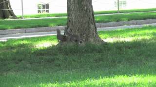 Rocky I - The Squirrel Fight at the White House (5/12/11)