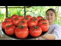 Yummy Tomatoes Recipe / Tomatoes With Fish Cooking / Prepare By Countryside Life TV