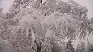 Trees downed in Mill Creek due to snow