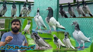 Aj Mera Breedar Taddy Kabootar Ka ShooQ kry 💪