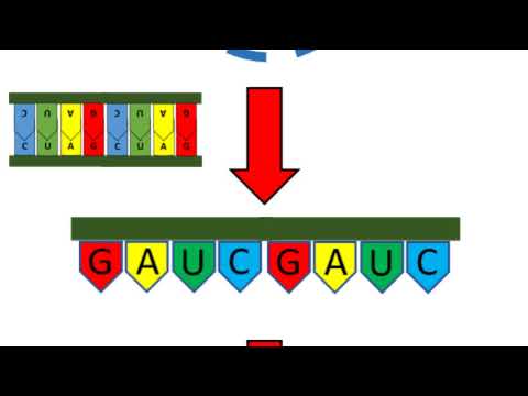 An Introduction to siRNA - The Gene Silencing Ninja!