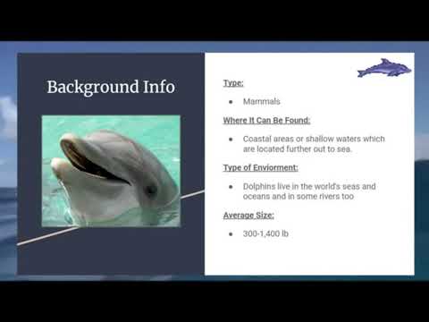 Adaptations Project Dolphins