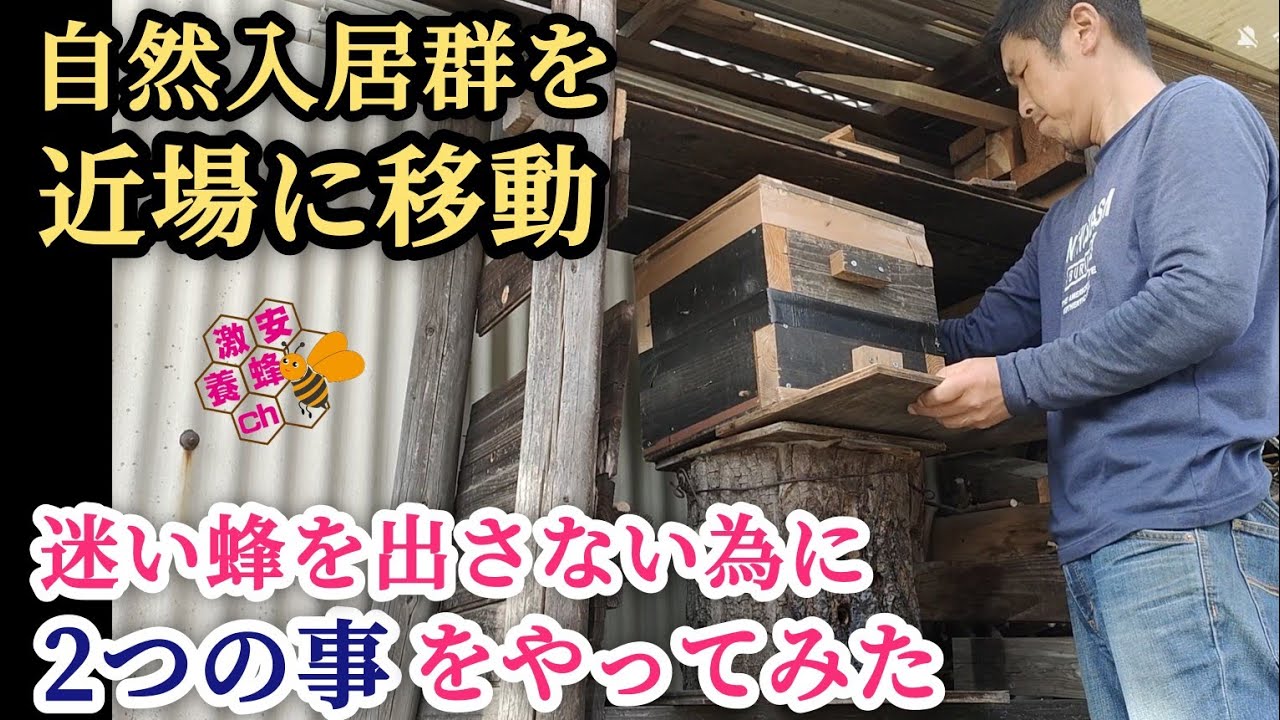 自然入居→迷い蜂を出さずに近場で飼う為に少し早めに隔離しました。翌日から待受箱として活躍してくれました