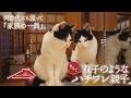何世代にもわたって家族の一員『新田さん宅の猫』