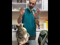 چالش با گربه ها همیشه جذاب بوده چالش با گربه ها همیشه جذاب بوده