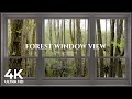4K Forest window view birds singing - Relaxing, Calming, Ambience, white noise