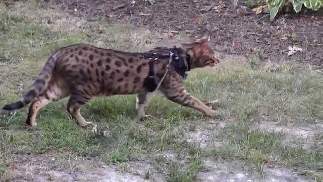 Large cat stalking his prey - YouTube