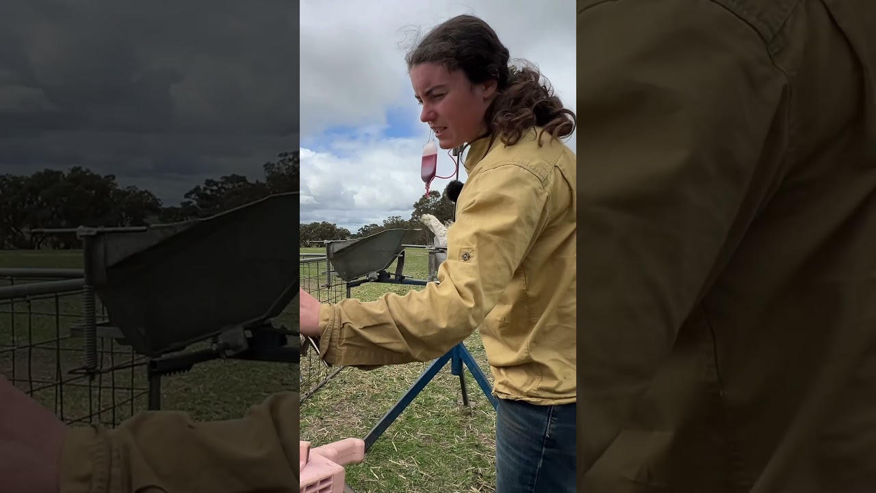 КАК и ПОЧЕМУ я отмечаю ягнят