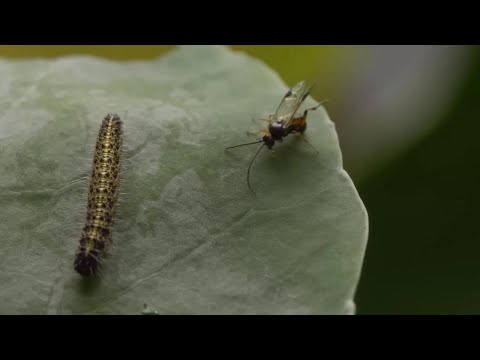قمة الشر في الطبيعة كيف تعيش الطفيليات على حساب ضحاياها دون رحمة