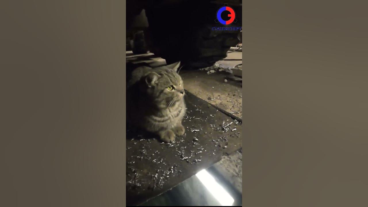 Цопе киски Даже котики обожают расточку #станэксперт #восстановлениеотверстий - YouTube