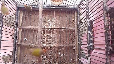 Prenjak lumut hasil bolang 