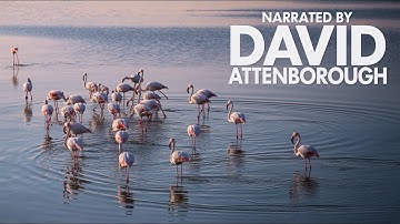 David Attenborough | Nature Documentary To Fall Asleep To (ai)