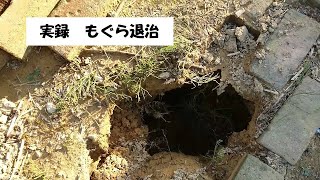 実録　もぐら退治