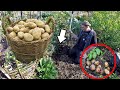 How To Grow A Ton Of Potatoes From Store Bought Potatoes!