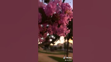 سورة الحجر بصوت عبدالرحمن الماجد