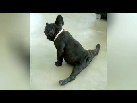 this-video-is-the-right-address-if-you-want-to-die-from-laughing---funny-dog-compilation