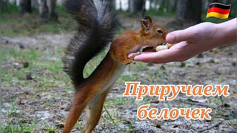 Чем кормить белок?Что любят белки?