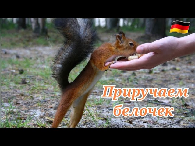 Чем кормить белок?Что любят белки? - YouTube