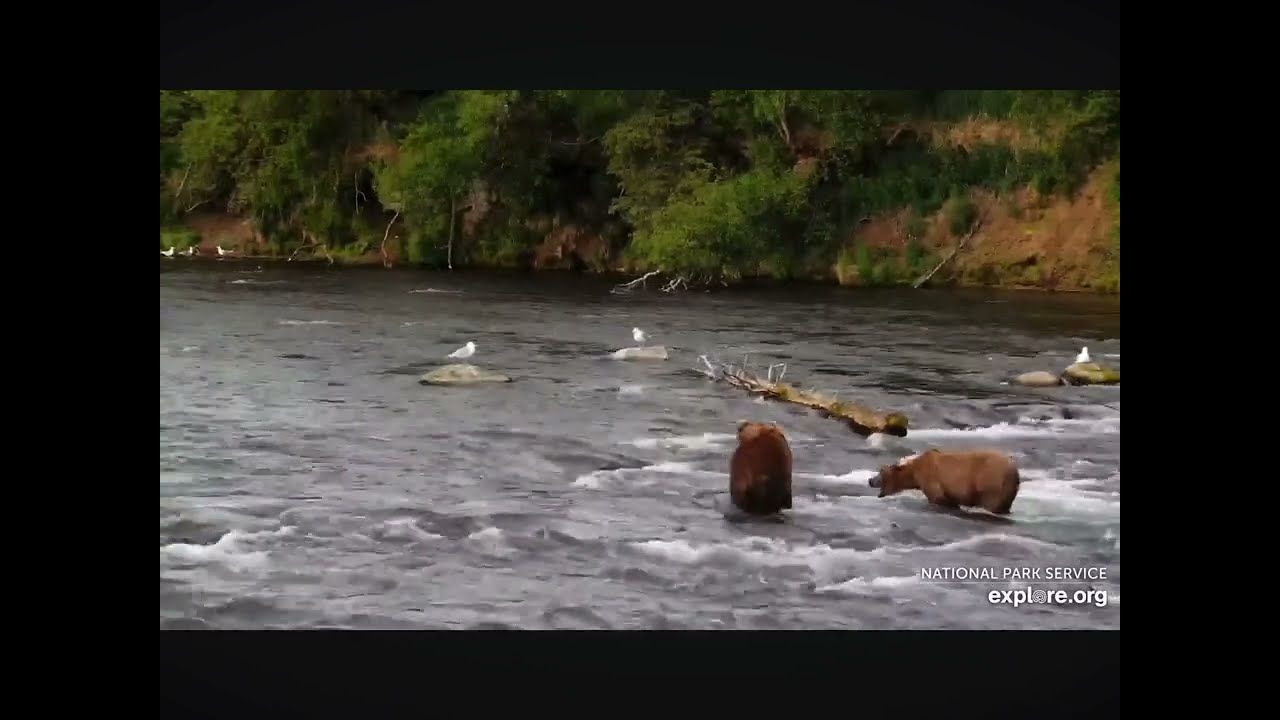 Bear 909 Scolds 912 For Being Too Close to Her Fishing Spot 07/01/2024 explore.org
