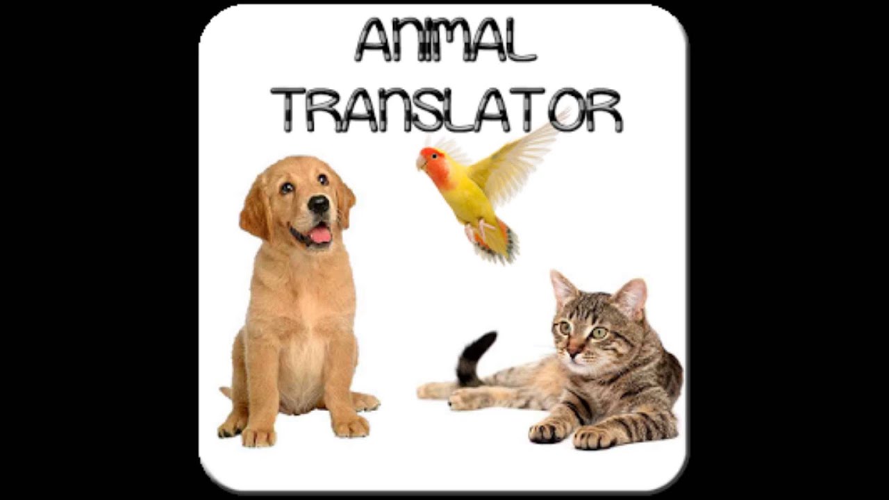 Animals translate