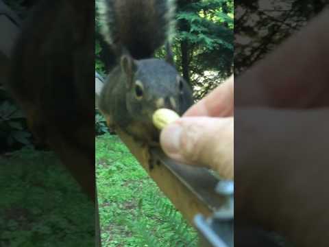 Whidbey Island Feisty