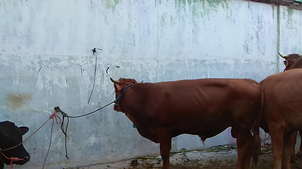 Idul adha tahun 1439/2018 di masjid ldii bronggalan
