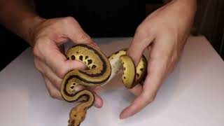 Yellow Belly Batman | How to Identify in Ball pythons | One ring rules them all ...