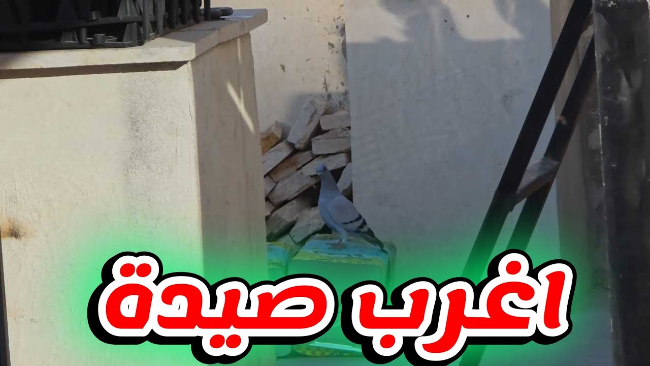 اغرب صيد بحياتي طير مقصوص ما بعرف من وين نزل مع الحمام
