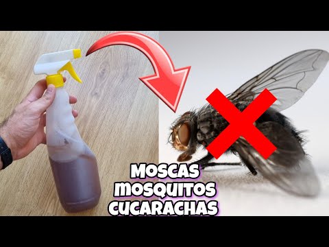 Vídeo: Com matar els mosquits a casa, oi?