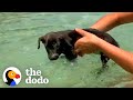 Woman Finds Abandoned 6 Week Old Puppy On The Beach | The Dodo Soulmates