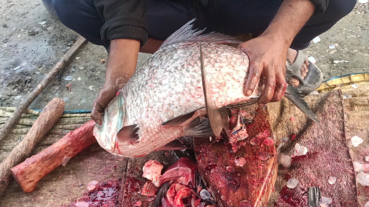 Amazing Big Catol Fish Cutting skills In Bangladesh Local Fish Market 