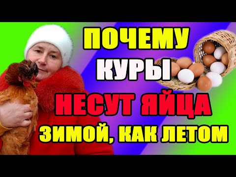 ТРИ ПРИЧИНЫ -почему мои куры несут яйца зимой, как летом.
