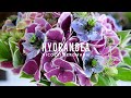 An 'Ajisai' Hydrangea Bouquet Sure to Impress!