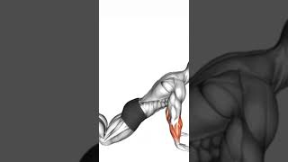 Best#forearms #workout #trending #viralshorts #video 🎥
