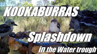 Kookaburras Dive Bomb Splashdowns in the Water trough
