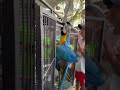 Попугай - parrot